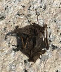 Myotis pilosus