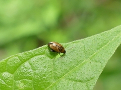 Psylliodes affinis
