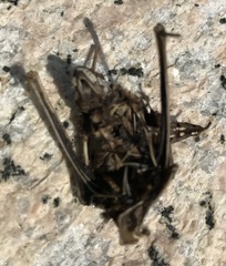 Myotis pilosus