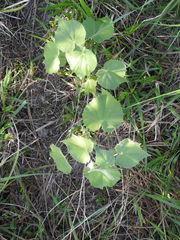 Callianthe pauciflora
