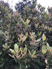 Rhodomyrtus tomentosa