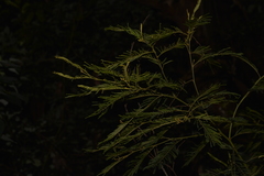 Acacia oshanesii