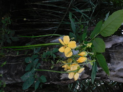 Senna bacillaris