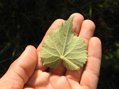 Callianthe pauciflora