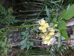 Senna bacillaris