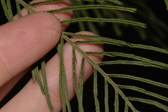 Acacia oshanesii