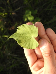 Callianthe pauciflora