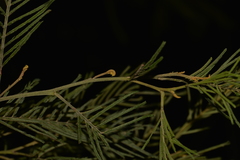 Acacia oshanesii