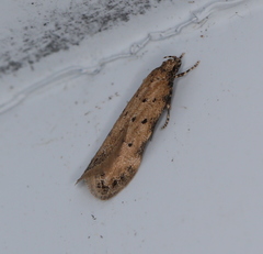 Pseudotelphusa paripunctella