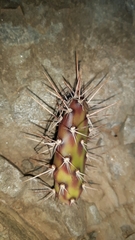 Opuntia aurantiaca