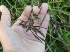 Desmanthus acuminatus