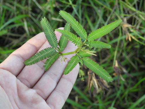 Image of Desmanthus acuminatus by (c) Eduardo Luis Beltrocco, some rights reserved (CC BY)