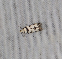 Pseudotelphusa scalella