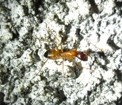 Camponotus sanctus