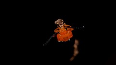 Lamprolina simillima