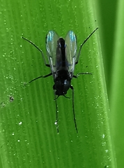 Chironomidae