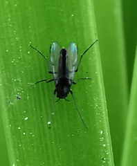 Chironomidae