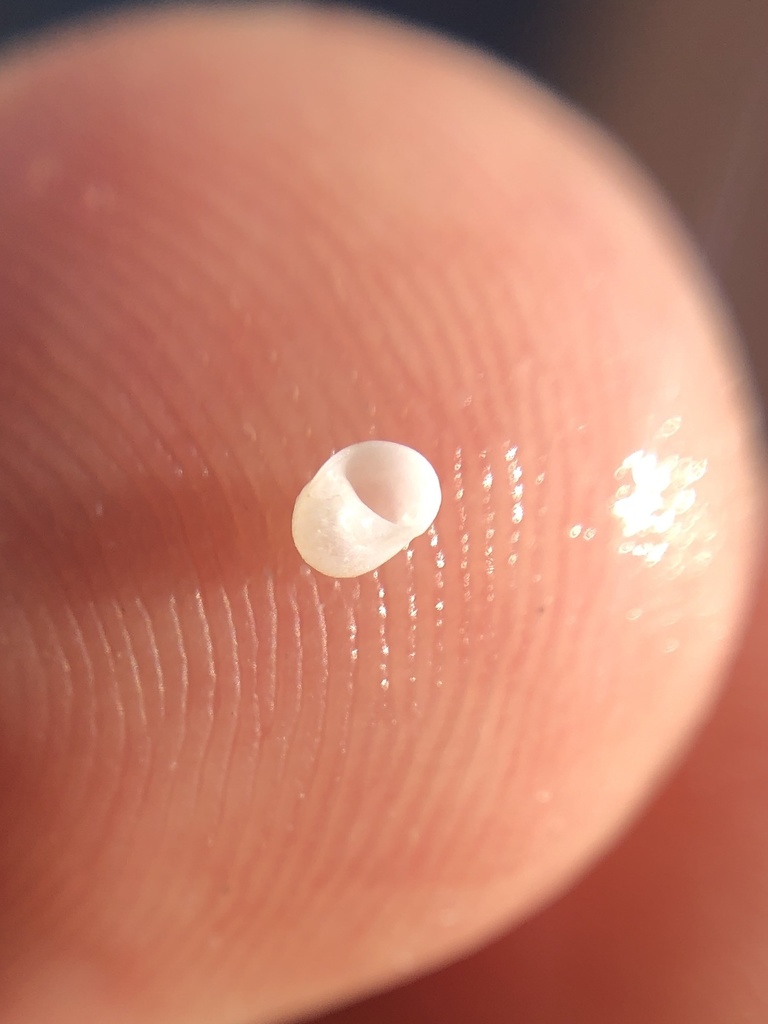 Miniature Moonsnail