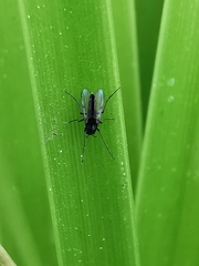 Chironomidae