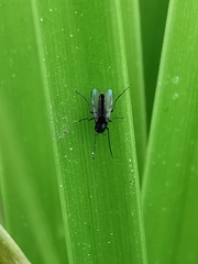 Chironomidae