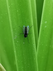 Chironomidae