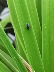Chironomidae