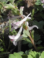 Corydalis triternata