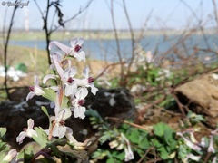 Corydalis triternata