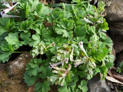 Corydalis triternata