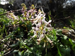 Corydalis triternata