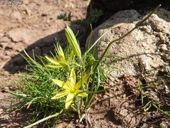 Gagea chlorantha