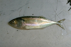 Rastrelliger kanagurta