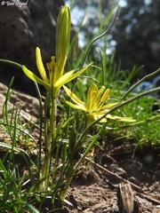 Gagea chlorantha