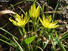 Gagea chlorantha