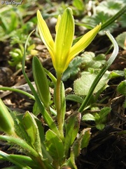 Gagea chlorantha
