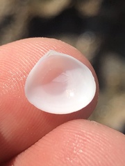 Abra aequalis
