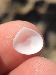 Abra aequalis