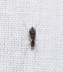 Nasuticladius wilsoni