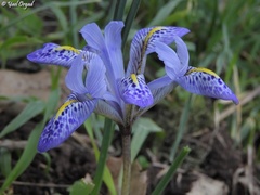 Iris histrio