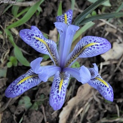 Iris histrio