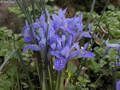 Iris histrio