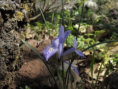 Iris histrio