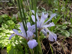 Iris histrio