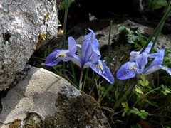 Iris histrio
