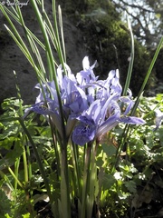 Iris histrio