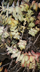 Crassula perforata perforata