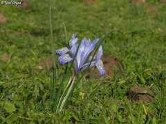 Iris histrio