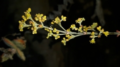 Crassula perforata perforata