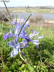 Iris histrio