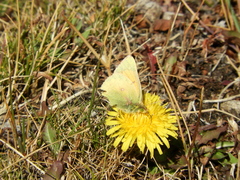 Colias vauthierii